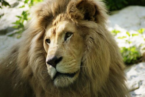Portrait lion 2