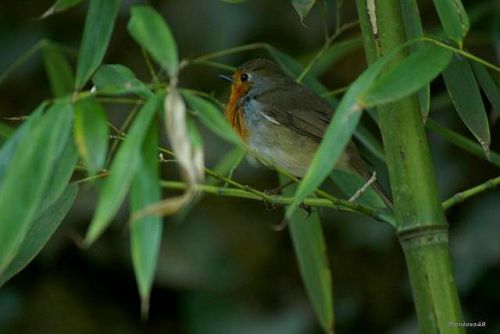 Rouge gorge