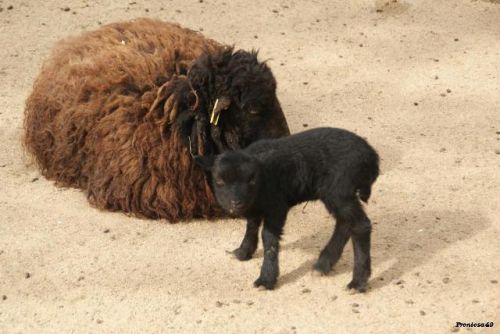 Mouton d'ouessant et son petit