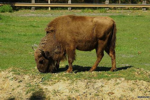 Bison dans le parc animalier de Pescheray