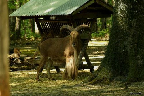 Mouflon a manchette