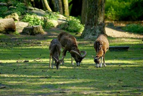 Mouflon qui broute