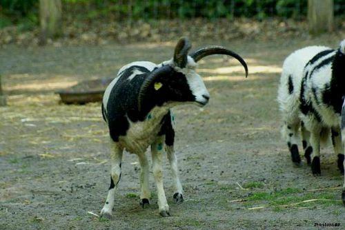 Mouton de Jacob reconaissable à ses trois cornes