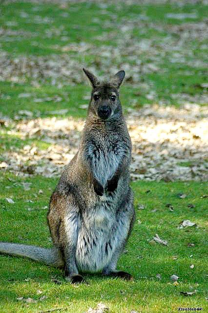 Wallabie assis