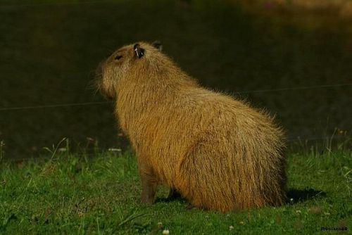Capybaras Planete Sauvage en 2011