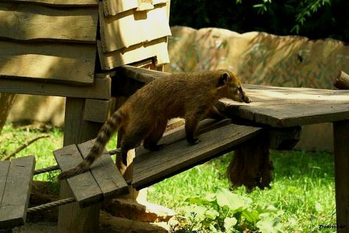 Coati qui marche