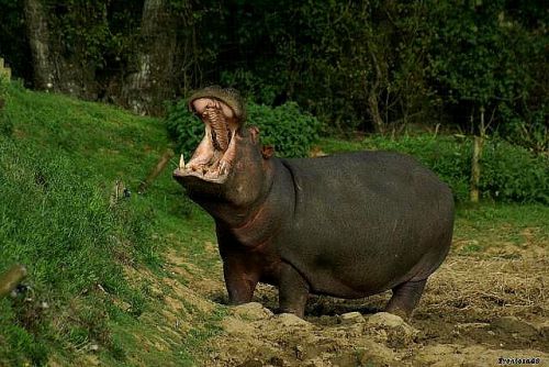Hippopotame à planete sauvage en 2011