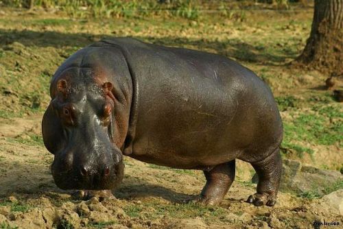 Hippo planete sauvage en 2011