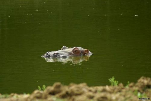 Hippopotame dans l'eau planete sauvage en 2011