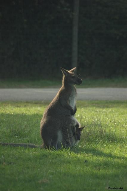 Kangourou avec son petit à planete sauvage en 2011
