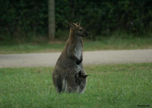 Kangourou avec son petit dans sa poche en 2011