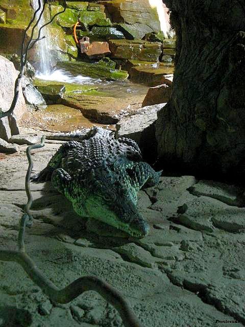 Crocodile planete sauvage 2011
