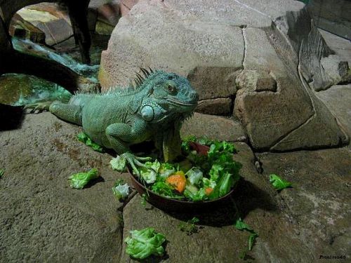 Iguane devant sa gamelle