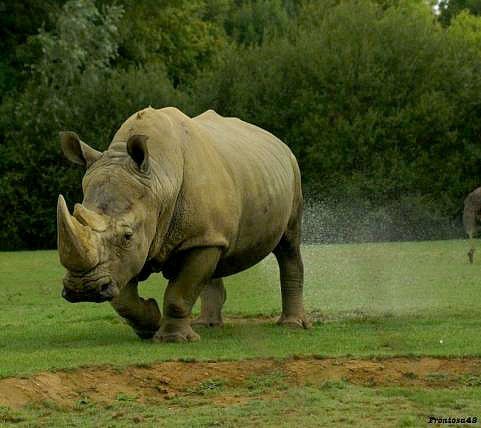 Rhino qui urine 2011