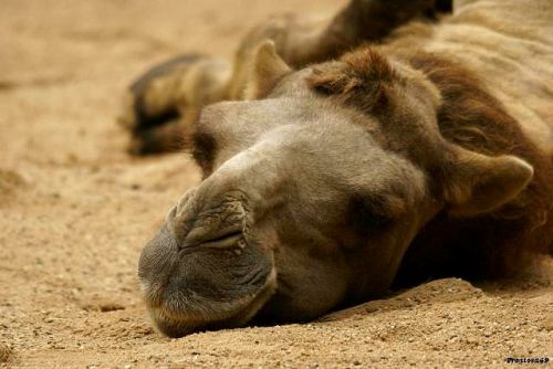 Gros plan tête de chameau à Amneville 2011