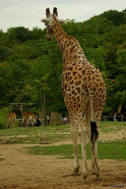 Girafe zoo Amneville 2011