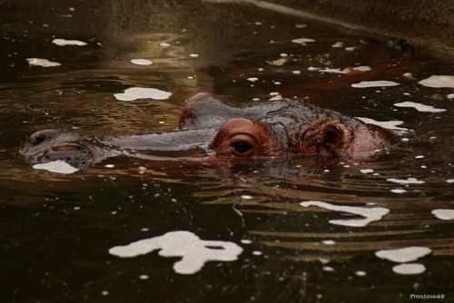 Hippopotame à Amneville 2011