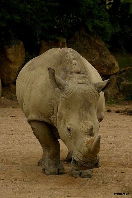 Rhinoceros à Amneville 2011