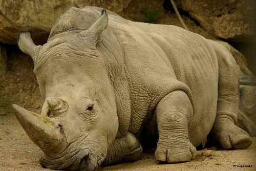 Rhinoceros 2011