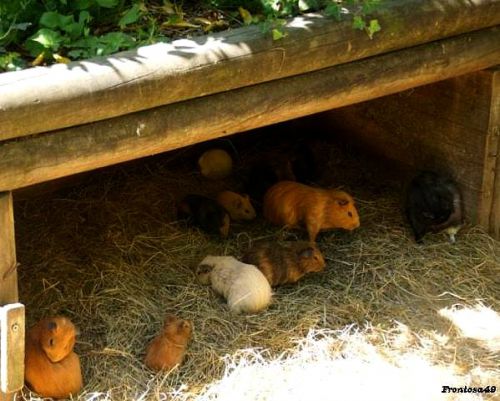 Troupe de cochon d'inde à la Boissière en 2011