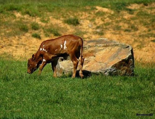 Veau de Watussi en 2011 à la Boissière