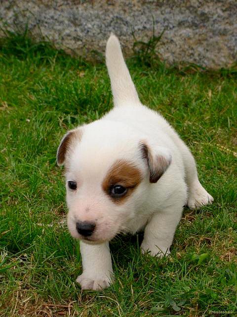 Gavroche .....C'est moi !