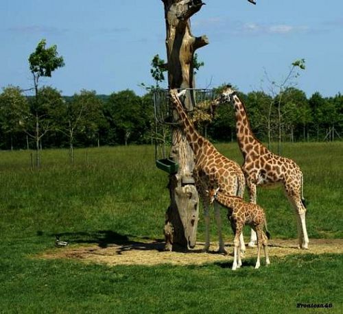 Girafe et Girafon à la Boissière 2011