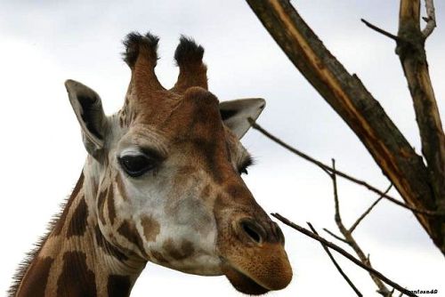 Portrait girafe 2011