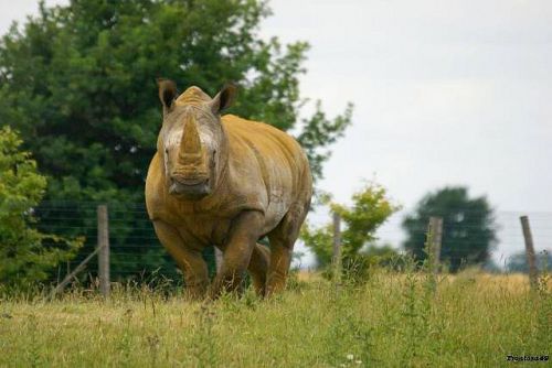 Rhinoceros à la Boissière 2011