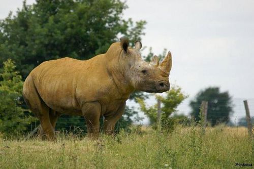 Rhino 2011
