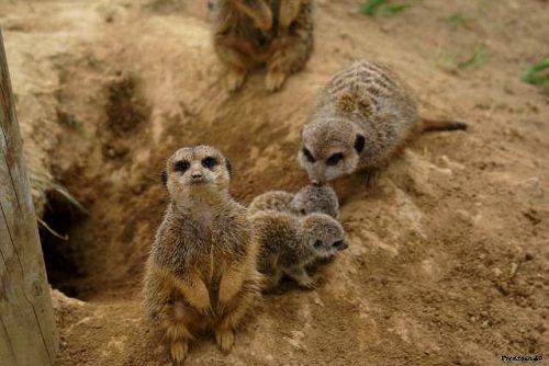 Suricate la Boissière 2011