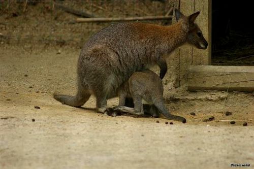 Wallabie et son petit 2011