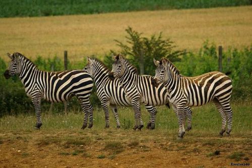 Groupe de Zebre 2011