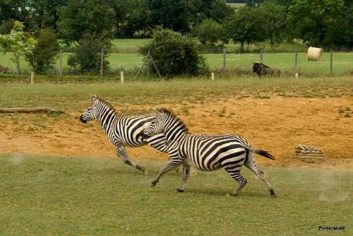 Zebres au galops 2011