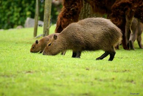 Capybaras la Flèche 2010
