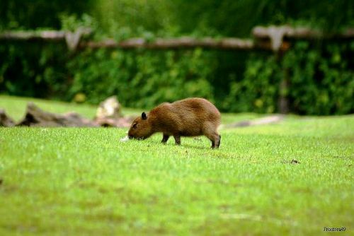 Jeune Capybaras 2010