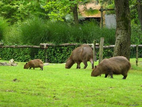 Capybaras 2010