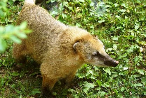 Coati zoo de la Fleche 2010