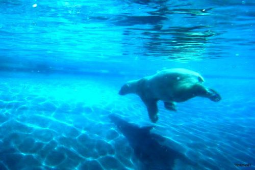 Ours polaire dans l'eau 2010