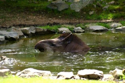 Tapir la Fleche 2010