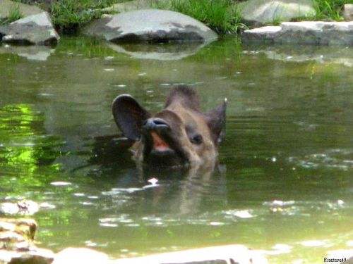 Tapir dans l'eau 2010