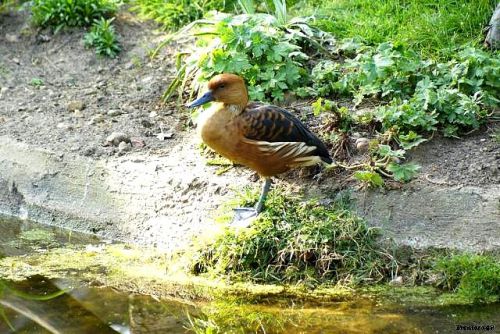 Canard à la Flèche en 2011