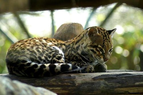 Ocelot à la Fleche en 2011