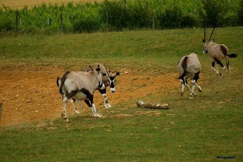 Groupe antilope la Boissière 2011
