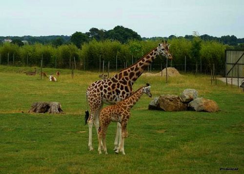 Girafe et son girafon 2011