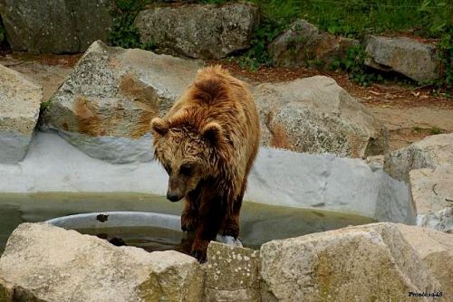 Ours dans son bassin à la Boissière 2011