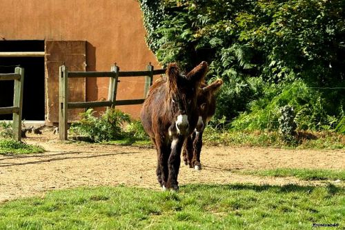 Ane du Poitou