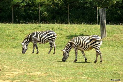 Deux zebres qui broutent la Boissière 2011