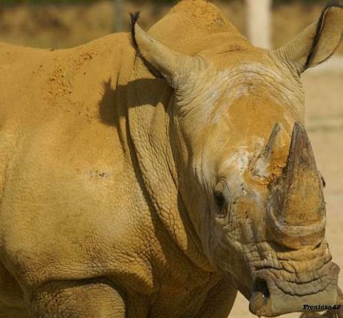 Rhinoceros la Boissiere 2011