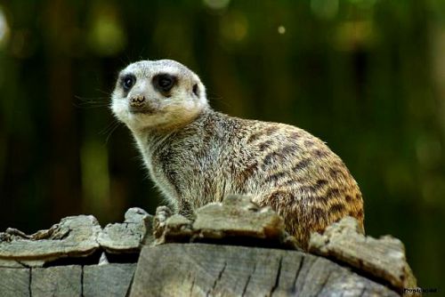 Suricate au Sable d'Olonne 2011